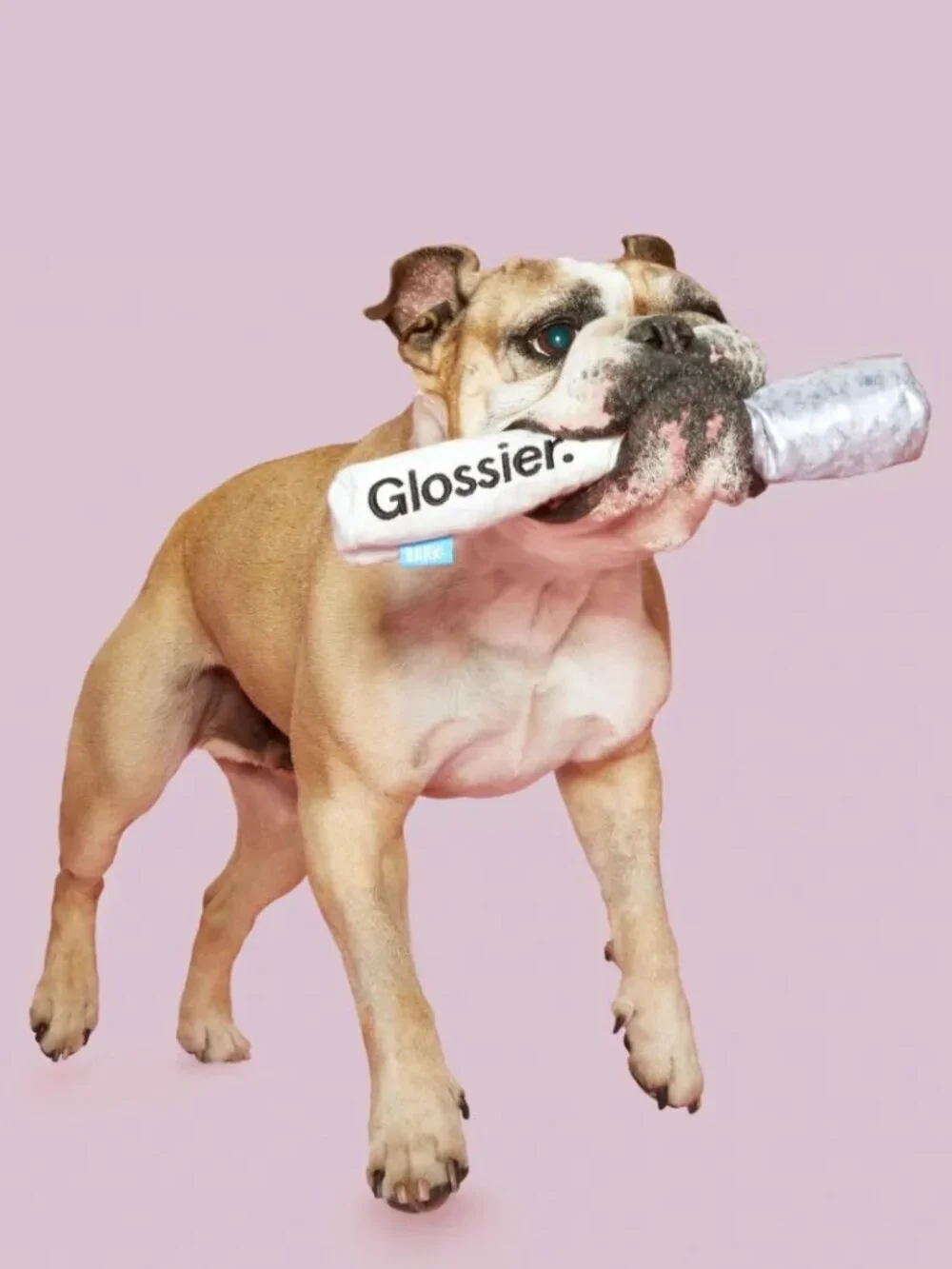 ISO Glossier X Bark Balm Dogcom & Toy Brow